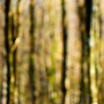 image: Image from the photoset &lsquo;wood (xxxiii)&rsquo;.