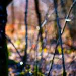 image: Image from the photoset &lsquo;wood (xxxiii)&rsquo;.