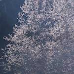 image: Image from the photoset &lsquo;texture (iv)&rsquo;.