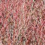 image: Image from the photoset &lsquo;texture (iv)&rsquo;.