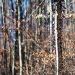 image: Image du photoset &lsquo;terres rouges (viii)&rsquo;.