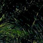 Fifth image from the photoset 'ivy writers'.