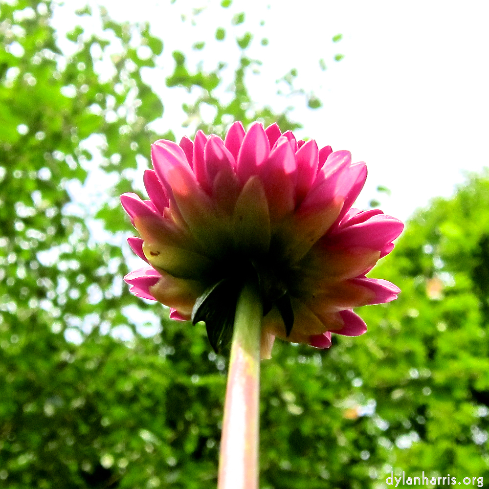 Image: Image 'escher blummen (ciii) 1'.