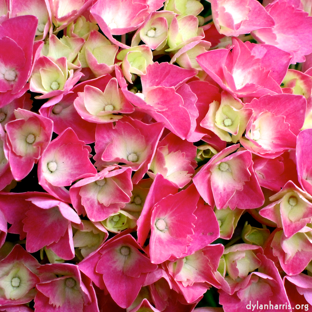 Image: Image 'escher blummen (ciii) 5'.