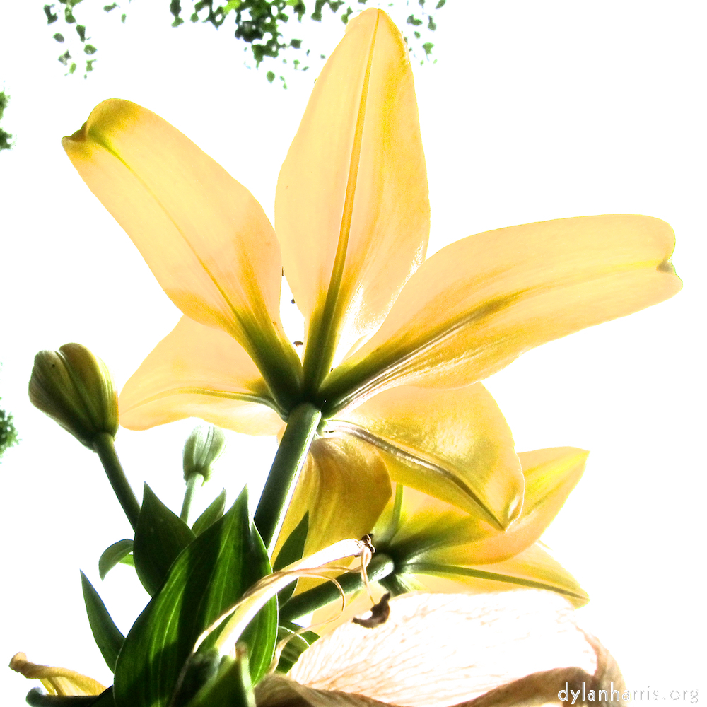 Image: Image 'escher blummen (ciii) 6'.