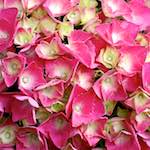 Image: Fifth image from the photoset 'escher blummen (ciii)'.