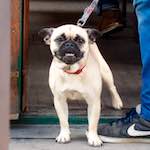 Fourth image from the photoset 'train (x)'.