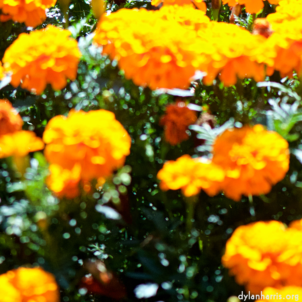 image: This is &lsquo;parc (xxxix) 5&rsquo;.