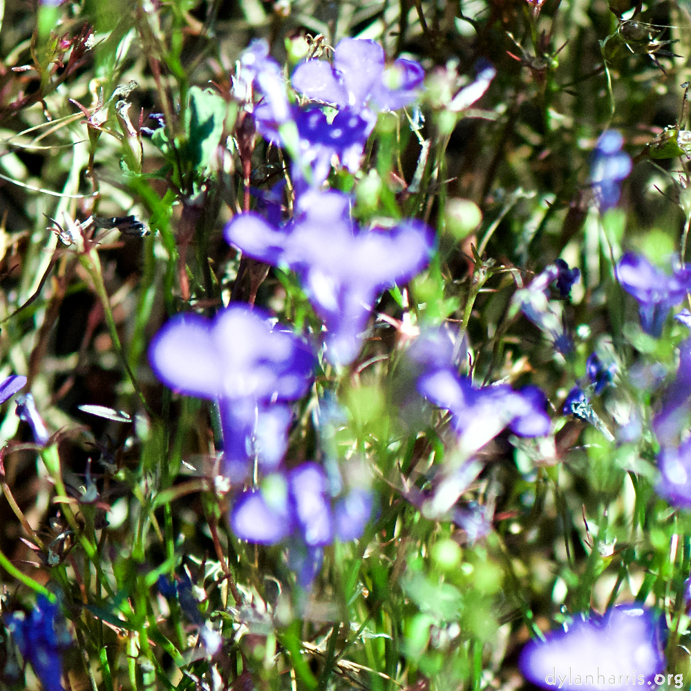 image: This is &lsquo;parc (xxxix) 6&rsquo;.