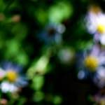 image: Image from the photoset &lsquo;parc (xxxix)&rsquo;.