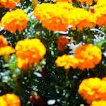 image: Image from the photoset &lsquo;parc (xxxix)&rsquo;.