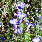 image: Image from the photoset &lsquo;parc (xxxix)&rsquo;.