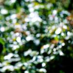 image: Image from the photoset &lsquo;parc (xxxix)&rsquo;.