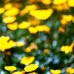 image: Image from the photoset &lsquo;parc (xxxix)&rsquo;.