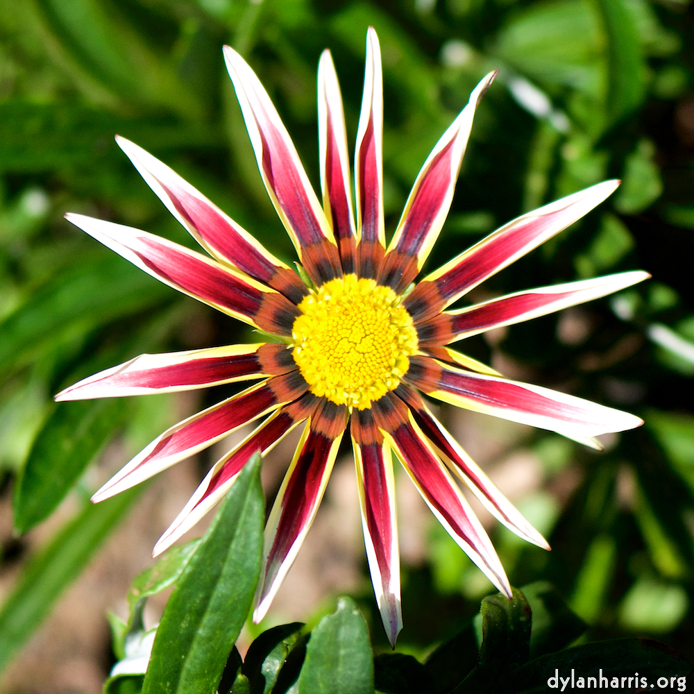 image: Heir ist &lsquo;escher blumen (cxxxvi) 1&rsquo;.