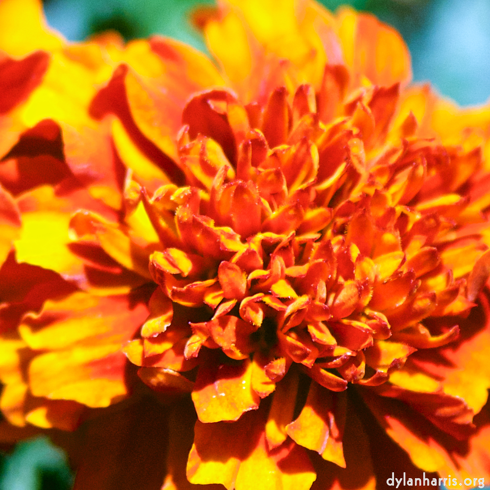 image: D&euml;st ass &lsquo;escher blummen (cxxxvi) 2&rsquo;.