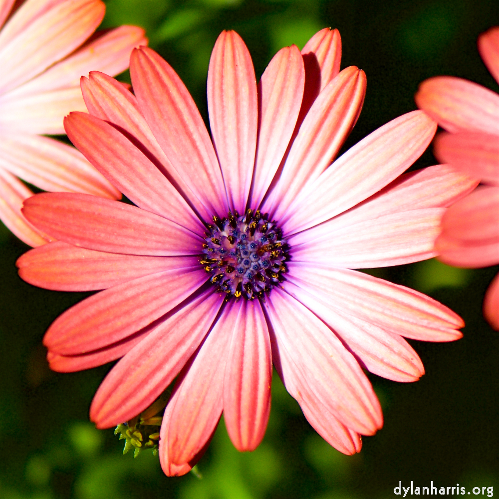 image: D&euml;st ass &lsquo;escher blummen (cxxxvi) 3&rsquo;.