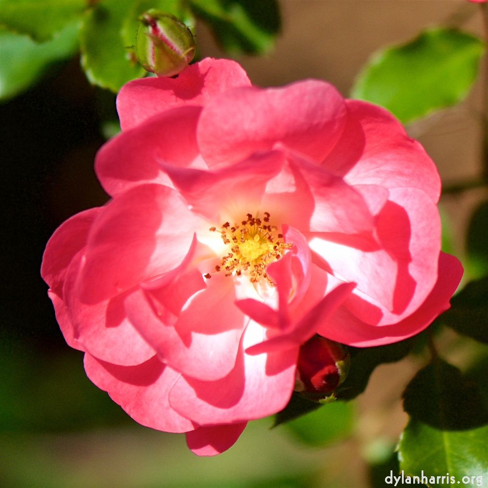 image: Heir ist &lsquo;escher blumen (cxxxvi) 4&rsquo;.