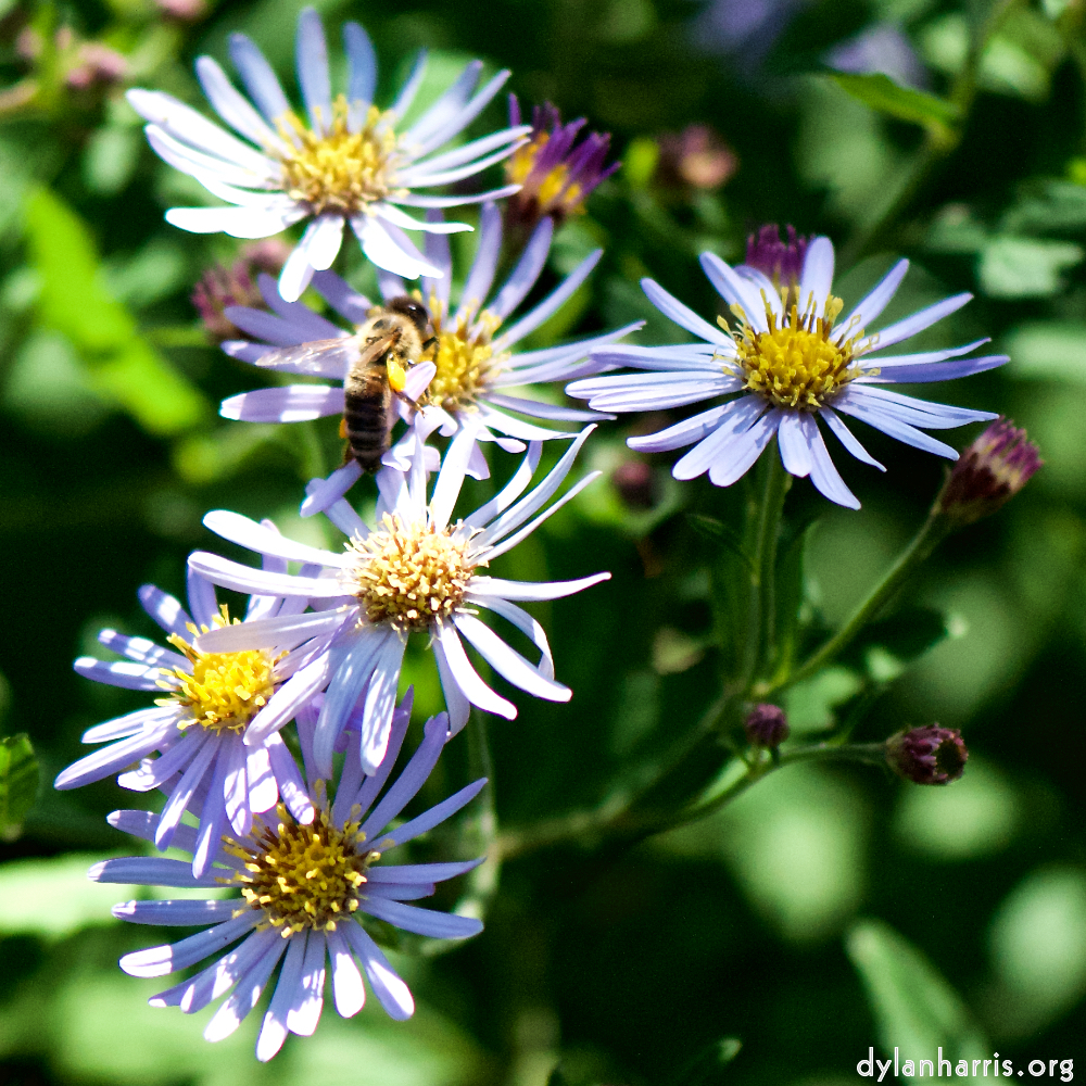 image: D&euml;st ass &lsquo;escher blummen (cxxxvi) 6&rsquo;.