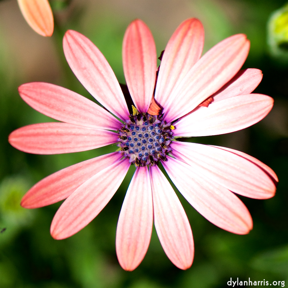 image: Heir ist &lsquo;escher blumen (cxxxvi) 7&rsquo;.