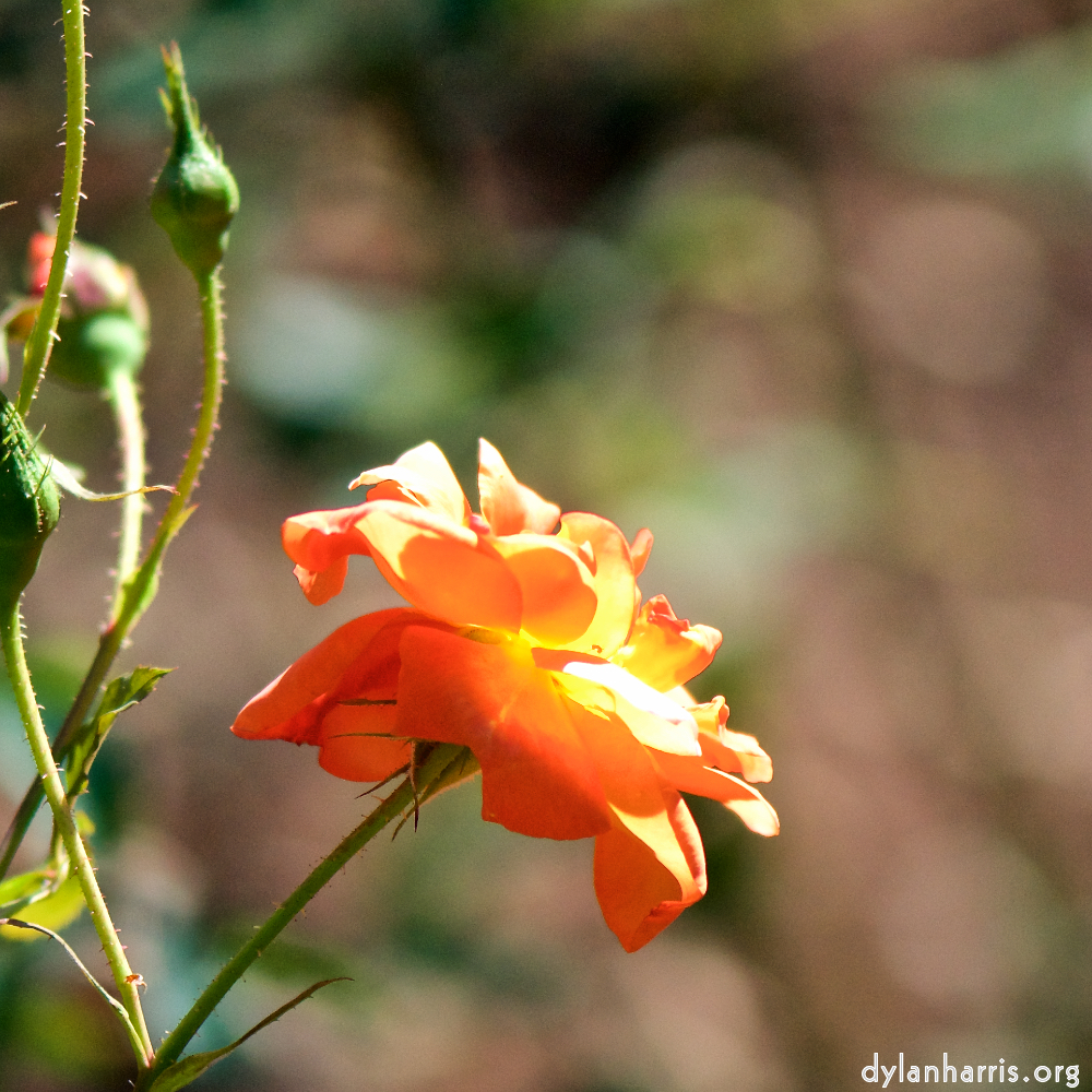 image: Heir ist &lsquo;escher blumen (cxxxvi) 8&rsquo;.