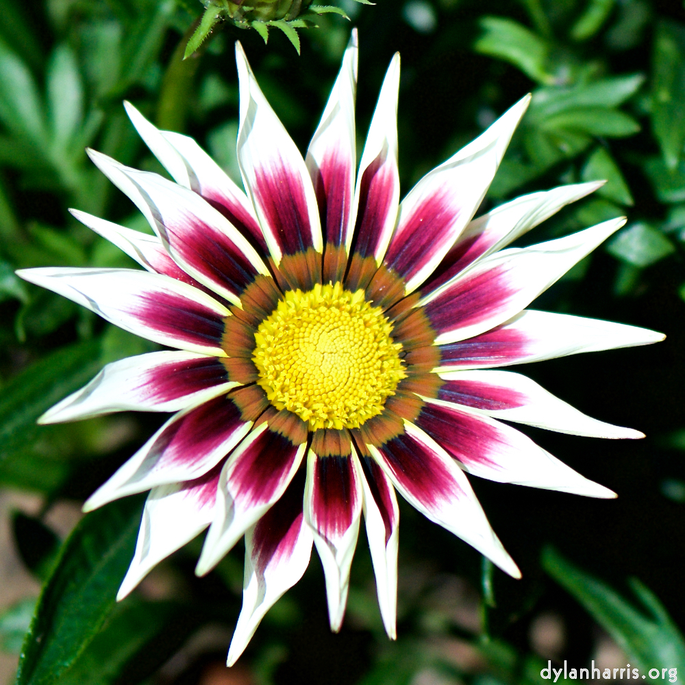 image: Heir ist &lsquo;escher blumen (cxxxvi) 9&rsquo;.