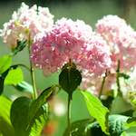 image: Image von das photoset <<escher blumen (cxxxvi)>>.