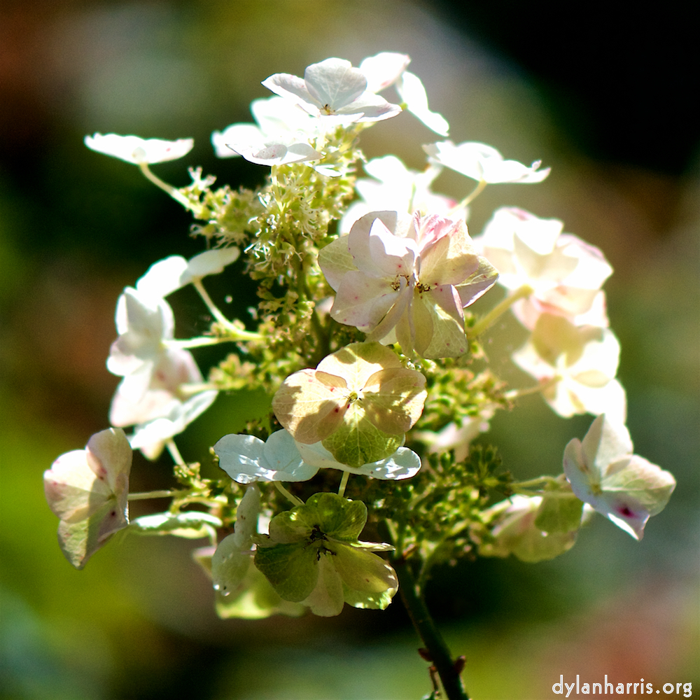 image: Voici &lsquo;fleurs d&rsquo;esch (cxxxvii) 1&rsquo;.