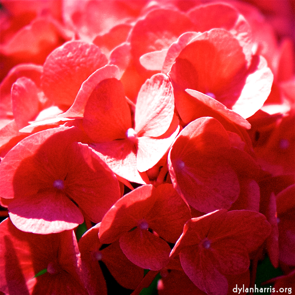 image: Voici &lsquo;fleurs d&rsquo;esch (cxxxvii) 2&rsquo;.