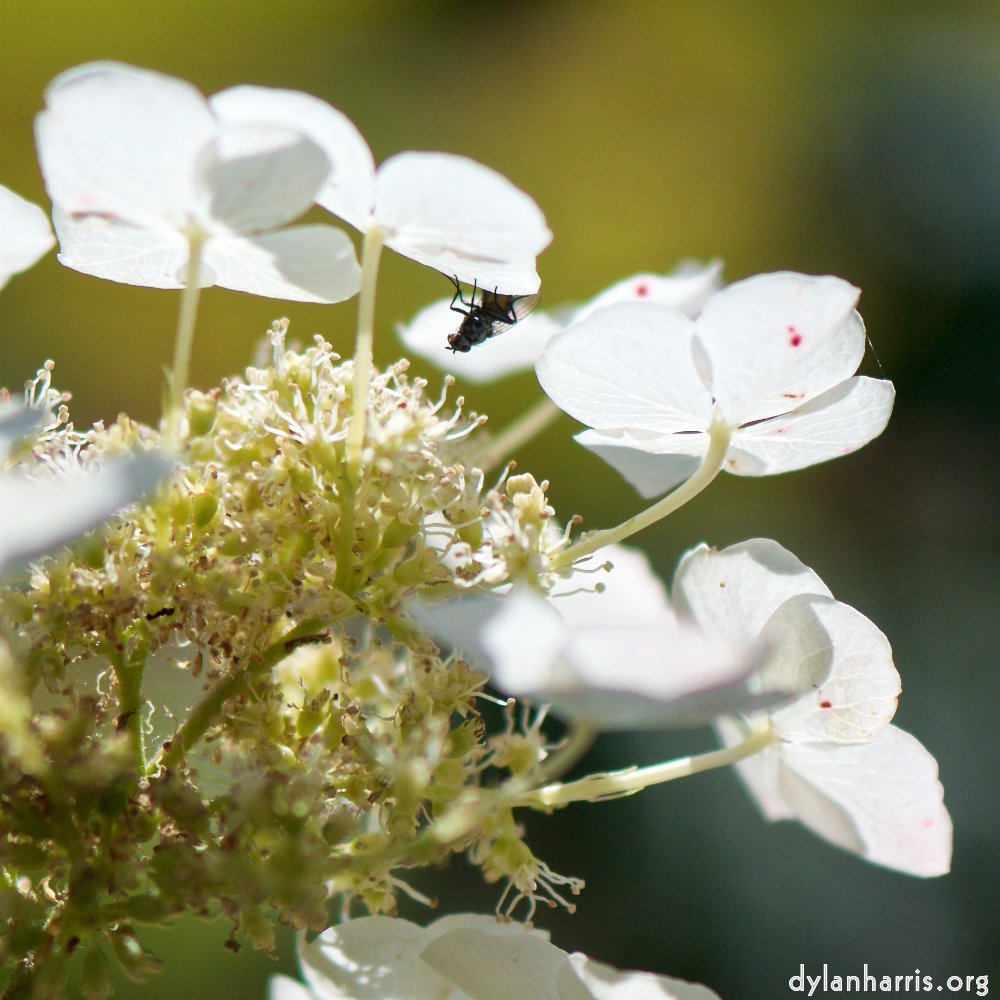 image: Voici &lsquo;fleurs d&rsquo;esch (cxxxvii) 3&rsquo;.