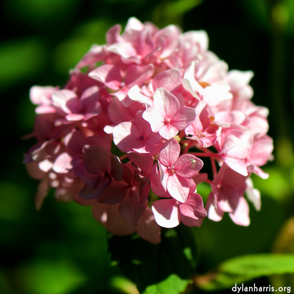 image: Voici &lsquo;fleurs d&rsquo;esch (cxxxvii) 4&rsquo;.