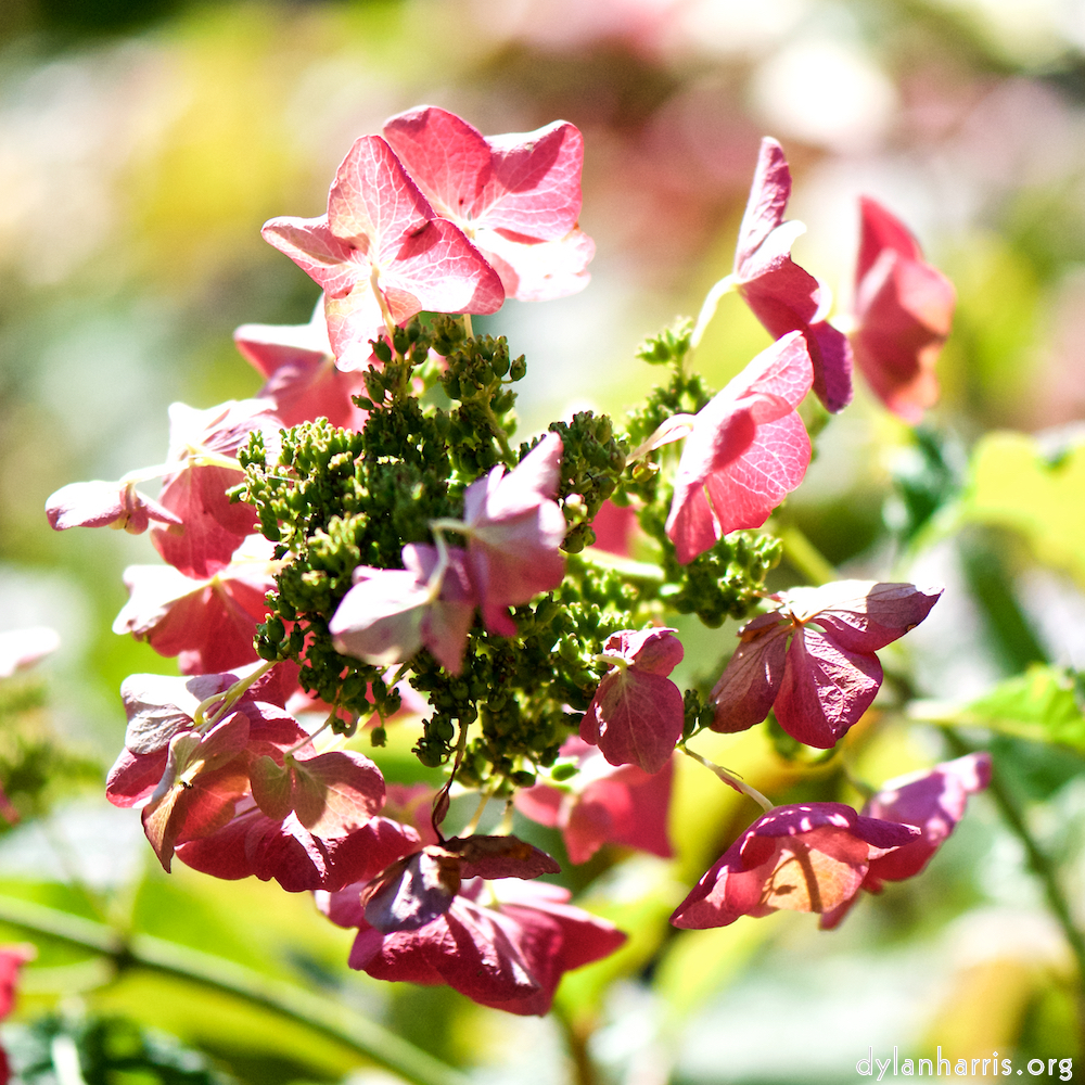 image: Voici &lsquo;fleurs d&rsquo;esch (cxxxvii) 5&rsquo;.