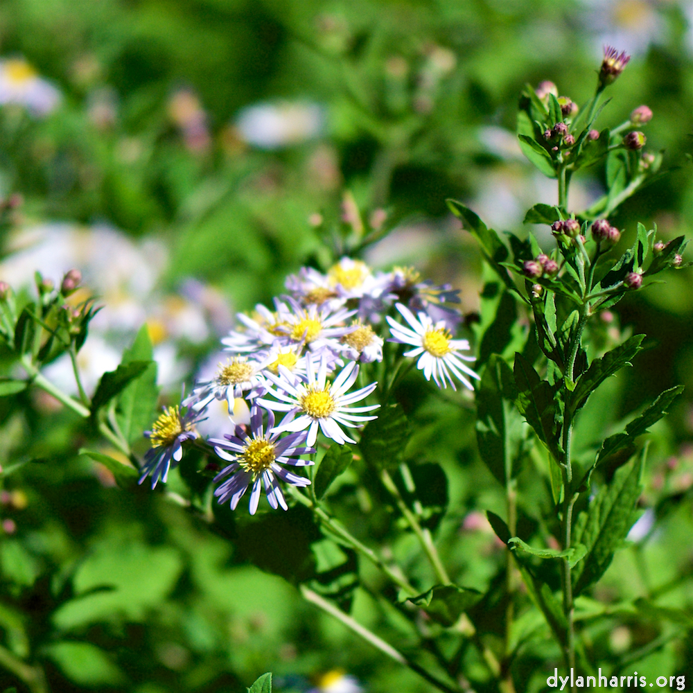 image: Voici &lsquo;fleurs d&rsquo;esch (cxxxvii) 7&rsquo;.