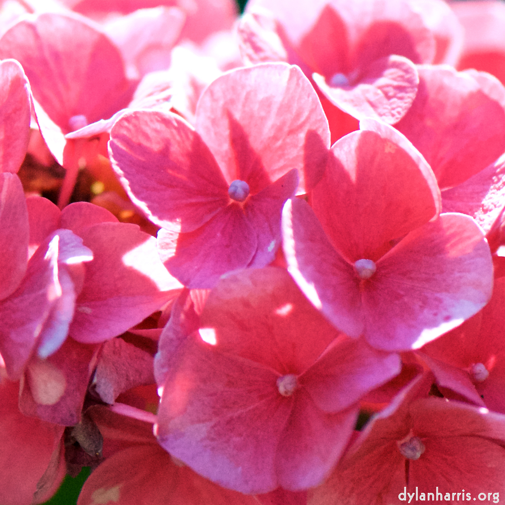 image: Voici &lsquo;fleurs d&rsquo;esch (cxxxvii) 8&rsquo;.