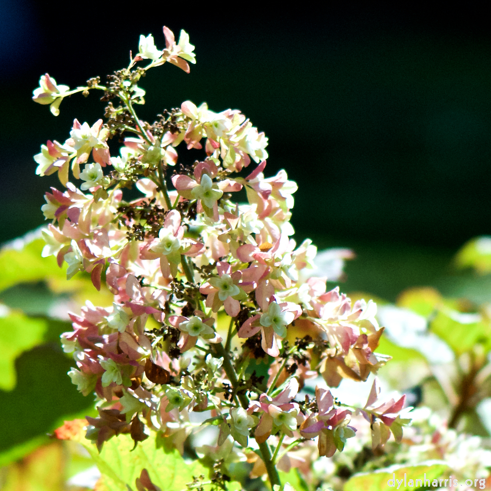 image: Voici &lsquo;fleurs d&rsquo;esch (cxxxvii) 9&rsquo;.