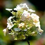 image: Image du photoset &lsquo;fleurs d&rsquo;esch (cxxxvii)&rsquo;.