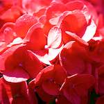 image: Image du photoset &lsquo;fleurs d&rsquo;esch (cxxxvii)&rsquo;.