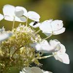 image: Image du photoset &lsquo;fleurs d&rsquo;esch (cxxxvii)&rsquo;.