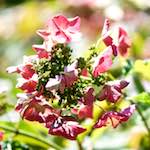 image: Image du photoset &lsquo;fleurs d&rsquo;esch (cxxxvii)&rsquo;.