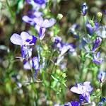 image: Image du photoset &lsquo;fleurs d&rsquo;esch (cxxxvii)&rsquo;.