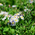 image: Image du photoset &lsquo;fleurs d&rsquo;esch (cxxxvii)&rsquo;.