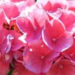 image: Image du photoset &lsquo;fleurs d&rsquo;esch (cxxxvii)&rsquo;.