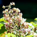 image: Image du photoset &lsquo;fleurs d&rsquo;esch (cxxxvii)&rsquo;.