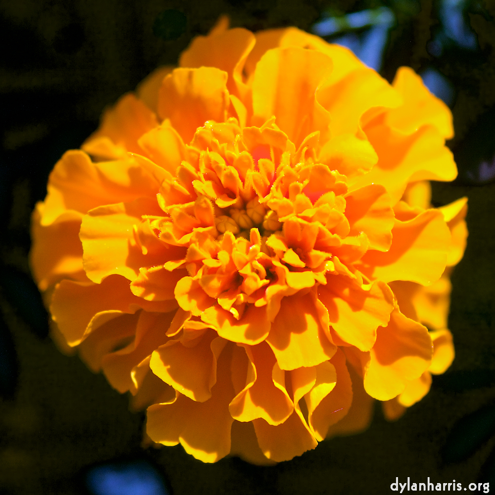 image: Voici &lsquo;fleurs d&rsquo;esch (cxxxviii) 1&rsquo;.