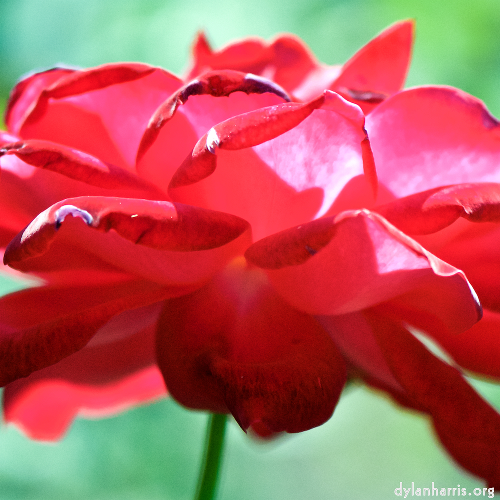 image: Voici &lsquo;fleurs d&rsquo;esch (cxxxviii) 2&rsquo;.