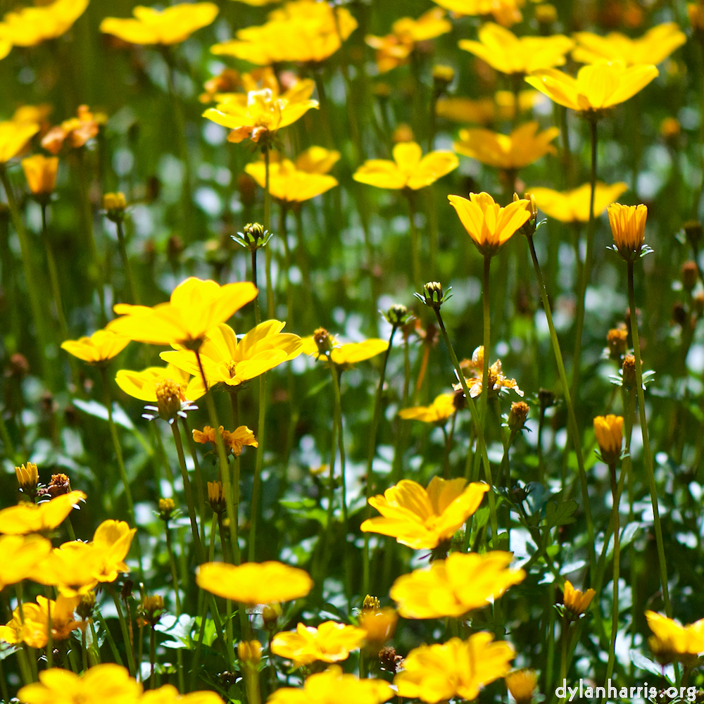 image: Voici &lsquo;fleurs d&rsquo;esch (cxxxviii) 3&rsquo;.