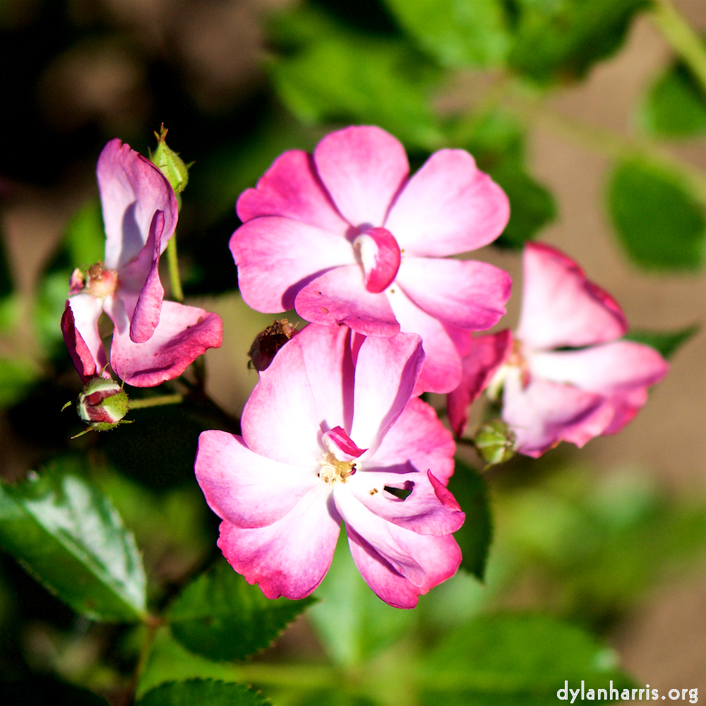 image: Voici &lsquo;fleurs d&rsquo;esch (cxxxviii) 4&rsquo;.