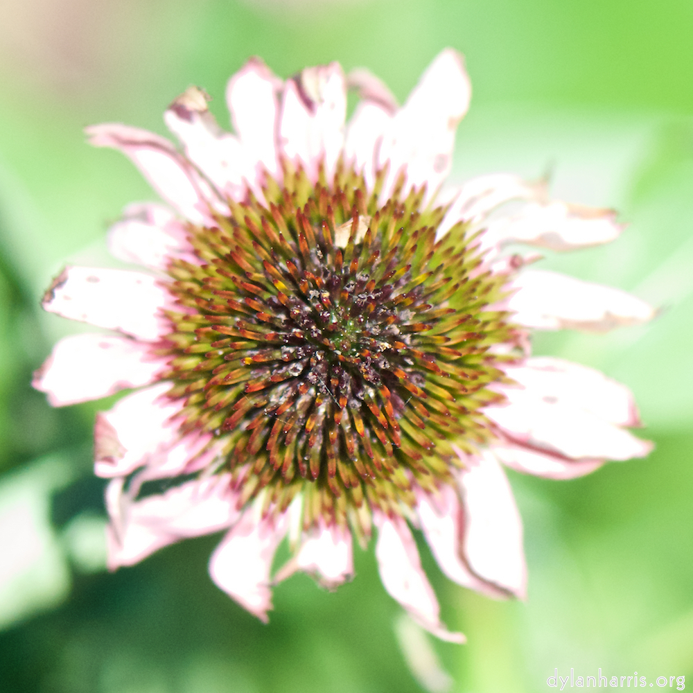 image: Voici &lsquo;fleurs d&rsquo;esch (cxxxviii) 5&rsquo;.