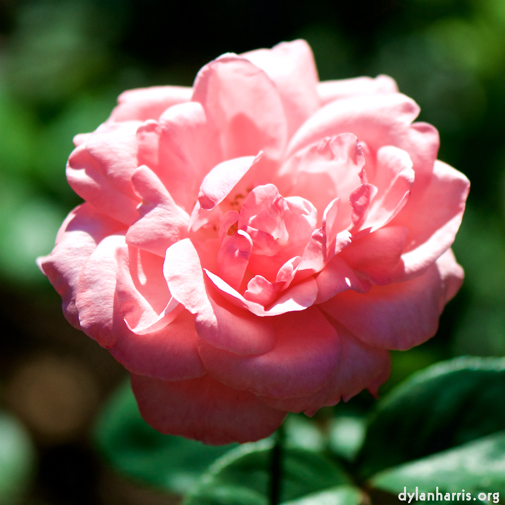 image: Voici &lsquo;fleurs d&rsquo;esch (cxxxviii) 6&rsquo;.