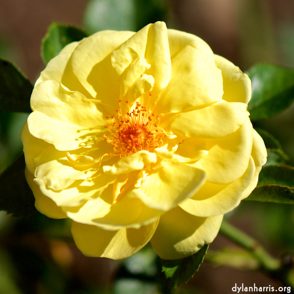 image: Voici &lsquo;fleurs d&rsquo;esch (cxxxviii) 7&rsquo;.